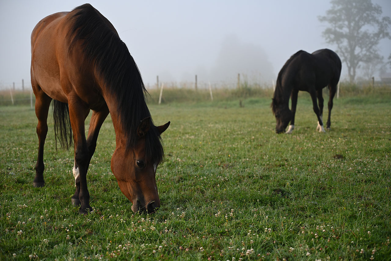 arabians-horses-egyptian-straight-breeder-latifah-sweden-mares-black-amira-al-halima-queen-latifah-ca